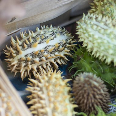 Dekoratif Ecballium elaterium, ayrıca püsküren salatalık ya da güneşlikte patlayan salatalık olarak da bilinir. - Yakın çekim. Bahçe ve hasat hakkında duvar kağıdı, Square