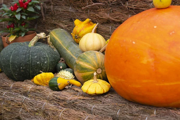 Halloween podzim dekorativní pozadí kulaté a hvězdy ve tvaru barevné dýně squash na přirozeném starém provazu pozadí. Tapety, zahradničení a sklizeň, zdravý produkt, Horizontální. — Stock fotografie
