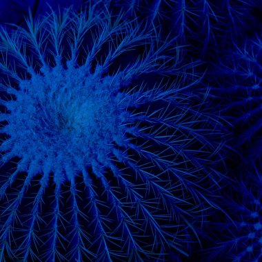 Büyük Echinocactus 'un üst manzarası, küçük kaktüslü yuvarlak kaktüs, Square, Classic, blue monokrom, trend 2020