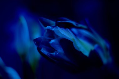 Cereus Peruvianus çiçeği. Seçici odaklanma. Klasik, mavi monokrom, eğilim 2020