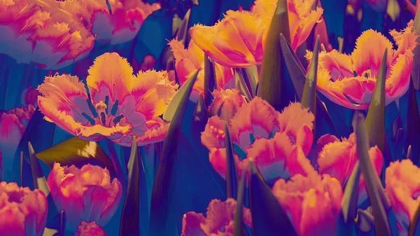 De nombreux cultivar de fleurs de tulipe rouge orangé vif avec des fleurs et un fond de feuilles vertes dans le champ de tulipes le jour du printemps pour la beauté de la carte postale Bannière horizontale. Classique, bleu monochrome, tendance 2020 — Photo