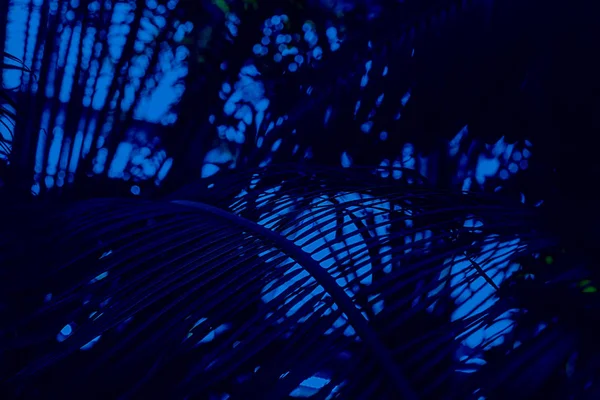 Gröna palmblad på bakgrunden av himmel träd och växt. Klassisk, blå monokrom, trend 2020 — Stockfoto