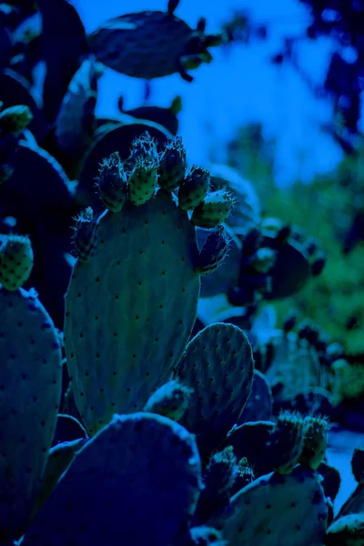 Cactus Opuncia ou Poire de Barbarie aux fruits verts. Classique, bleu monochrome, tendance 2020 — Photo