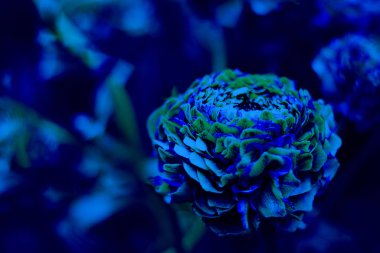 Parçalı renkli Pon Pon Ranunculus arka planda, metin ya da tasarım için fotokopi alanı olan bir bahçe. Klasik, mavi monokrom, eğilim 2020