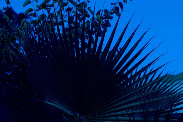 Folha verde palma isolada no fundo do céu. Horizontal. Clássico, azul monocromático, tendência 2020 — Fotografia de Stock