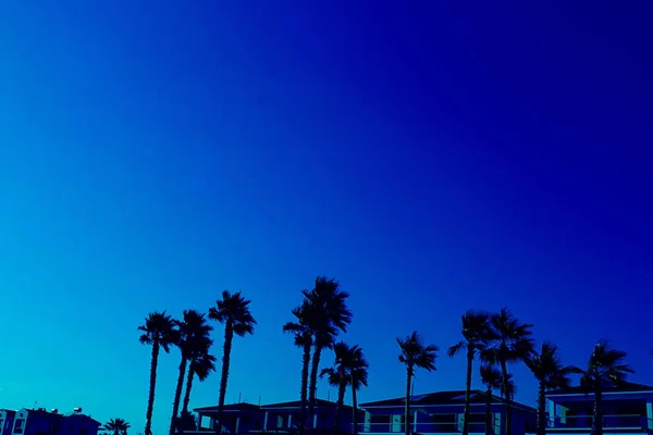 Row of high palm trees over tops of houses of the background of clean sky. Real estate, villa near the sea, luxury property, rent room and travelling. Classic, blue monochrome, trend 2020 — Stock Photo, Image