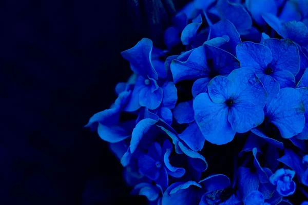 Hydrangea Ağaç Cens Incrediball Blush ya da Sweet Annabelle Pembesi. pürüzsüz, vahşi ya da yedi kabuklu, yatay, kopyalama uzayı. Güzel sonbahar çiçeği, açan, klasik, mavi monokrom, trend 2020