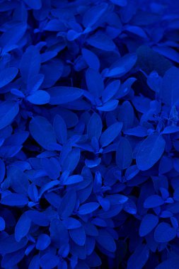 Adaçayı, baharat ve şifalı bitki olarak kullanışlı. Klasik, mavi monokrom, trend 2020. Bahçıvanlık, tohum, büyüme ve toplama hakkında metin ve tasarım için dikey doku.