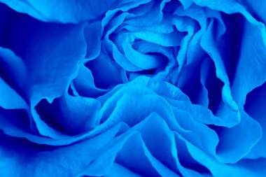 Soyut taç yaprakları kıvrımlı güzel bir gülü yakından izleyin. Makro. Kartpostala ve duvar kağıdına olan sevgi ve saygının ifadesi olarak taze, güzel bir çiçek. Klasik, mavi monokrom, eğilim 2020