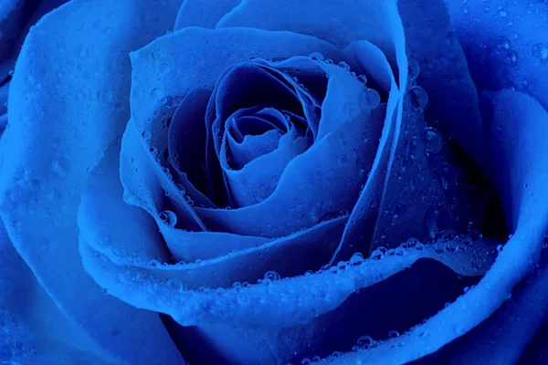 Vista de perto de uma bela rosa com gotas de água. Imagem macro. Flor bonita fresca como expressão de amor e respeito pelo cartão postal e papel de parede. Clássico, azul monocromático, tendência 2020 — Fotografia de Stock