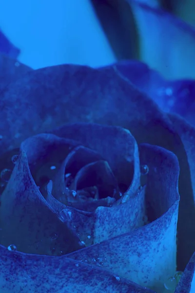 Vista de perto de uma bela rosa com gotas de água. Imagem macro. Flor fresca e bonita. Para cartão postal e papel de parede. Horizontal. Luz traseira. Clássico, azul monocromático, tendência 2020 — Fotografia de Stock