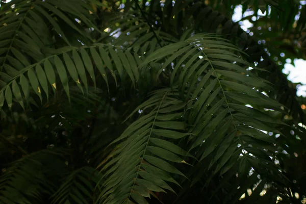 Blad av palmer på bakgrunden av defocused skog. Mörkgrön och blå ton. Vertikalt. Mönster, vykort eller bakgrundsbild. — Stockfoto