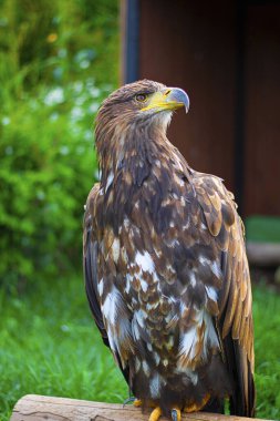 Kafası sağa dönmüş sarı uçlu Kahverengi Kartal, arka planda yeşil ağaç ve çimlerle tutsak. Dikey. Ulusal Park 'a doğru yürü. Yaz Günü, Hayvanat Bahçesi Hayvanları,