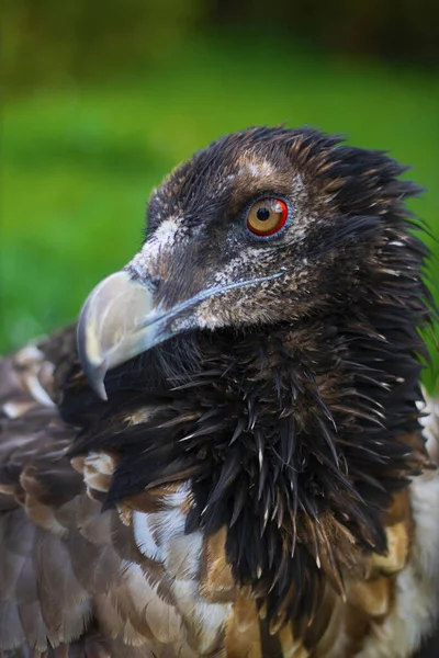 Cabeza Águila Marrón Giró Izquierda Cerca Con Árbol Verde Hierba — Foto de Stock