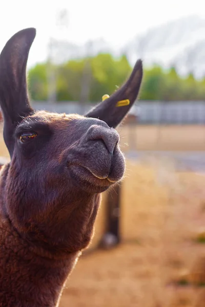 Siyah gözleri ve kulakları kameraya bakan sevimli kahverengi bir lama. Kum ve ağaçlar çok uzaklarda görülür. Alpaca, çiftlik hayvanı. Kopyalama alanı ile dikey. Hayvanlar ve duygular.
