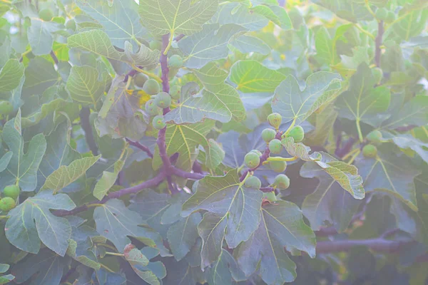 フォーカスを絞った庭とボケの背景に木の上に成長する新鮮な緑のイチジク コピースペース — ストック写真
