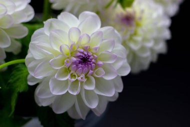 Koyu arkaplanda bir vazoda beyaz yıldız çiçeği