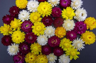 Helichrysum 'un parlak çiçeklerinin karışımı. Yakın plan.