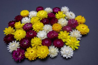 Helichrysum 'un parlak çiçeklerinin karışımı. Yakın plan.