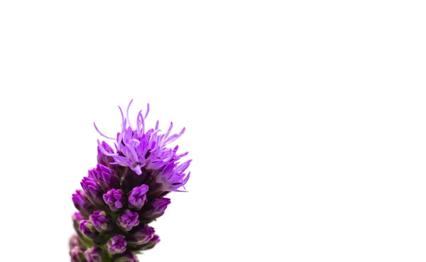 Liatris фиолетовый яркий цветок изолирован на белом фоне — стоковое фото