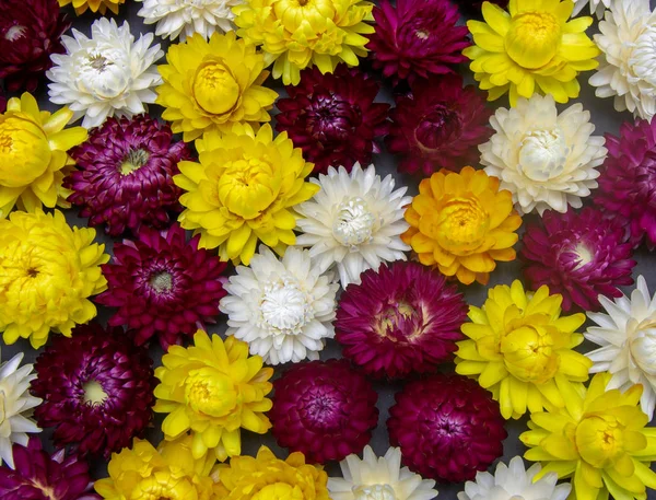 Смесь ярких цветов Helichrysum immortelle крупным планом — стоковое фото