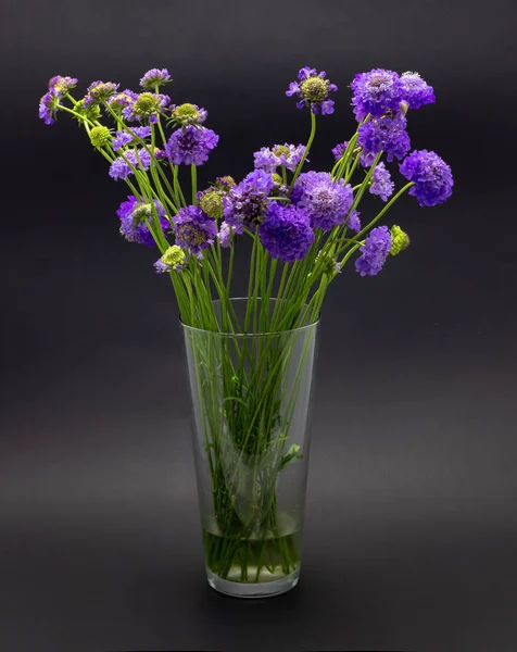 Flores de color lila sobre un fondo oscuro lugar para scabioses flores de texto — Foto de Stock