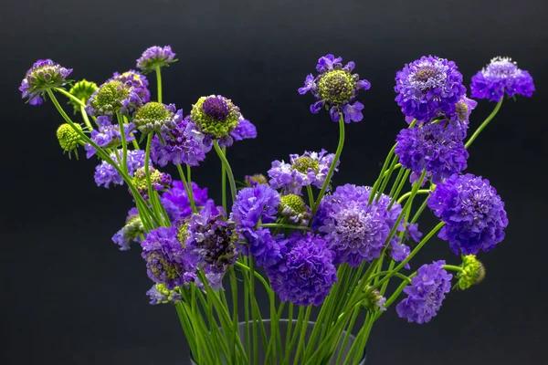 Lilac flowers on a dark background place for text flowers scabioses — Stock Photo, Image