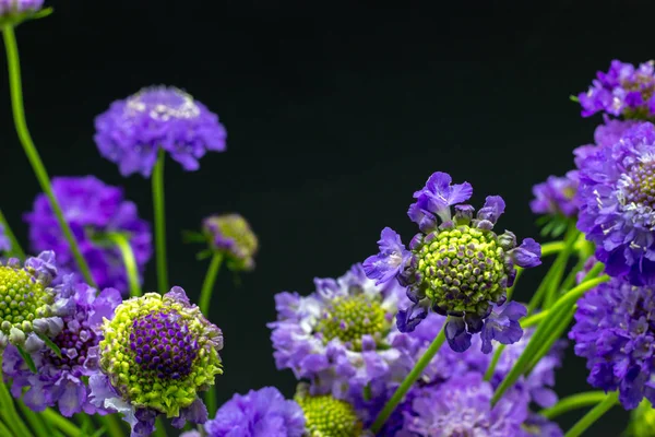 Lilac flowers on a dark background place for text flowers scabioses — Stock Photo, Image