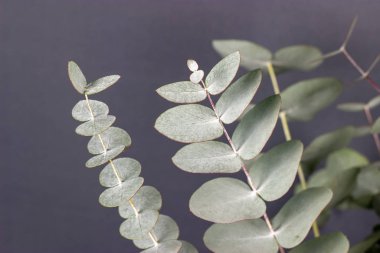 Taze okaliptüs zinerasının yaprakları gri arkaplanı kapatır