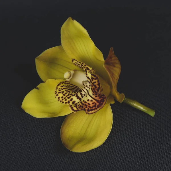 Amarelo cymbidium orquídea fundo escuro flor tropical — Fotografia de Stock