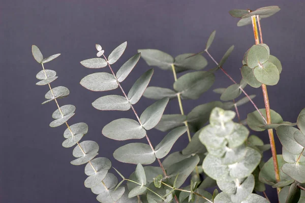 Taze okaliptüs zinerasının yaprakları gri arkaplanı kapatır