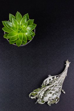 echeveria yeşil sulu siyah arkaplan kopyalama alanı