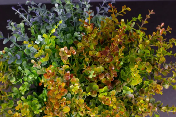 Bakgrund från små grönska växter flerfärgade närbild — Stockfoto