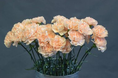 karanfil, bir vazonun dekoratif arka planında nazikçe pembe şeftali renginde.