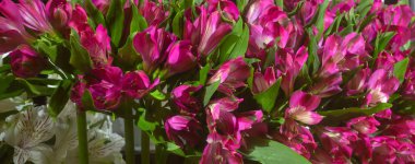 Vazodaki dekoratif arka planda pembe alsteremia çiçekleri.