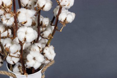 Bir daldaki pamuk tokalarının doğal pamuk dekoratif arka planı