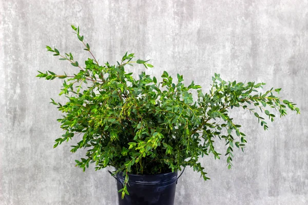 Decorative fresh greens on a decorative background eucalyptus — Stock Photo, Image