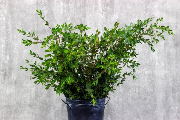 Decorative fresh greens on a decorative background eucalyptus — Stock Photo, Image
