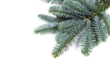 Beyaz arka planda mavi ladin kozalaklı doğal dalları.