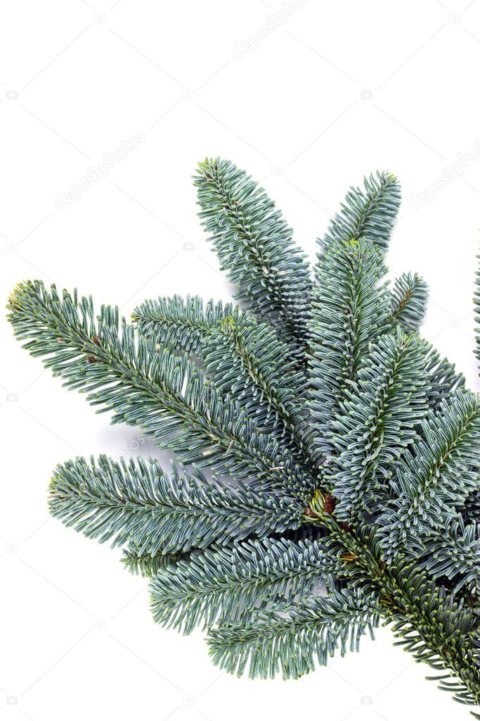 coniferous natural branches close-up branches of blue spruce on a white background