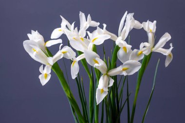 Dekoratif arka planda beyaz irisler