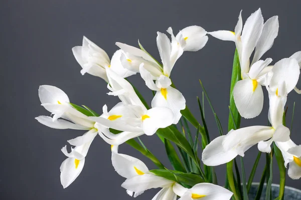 Beyaz Süsen Çiçekleri Gri Arkaplanda — Stok fotoğraf