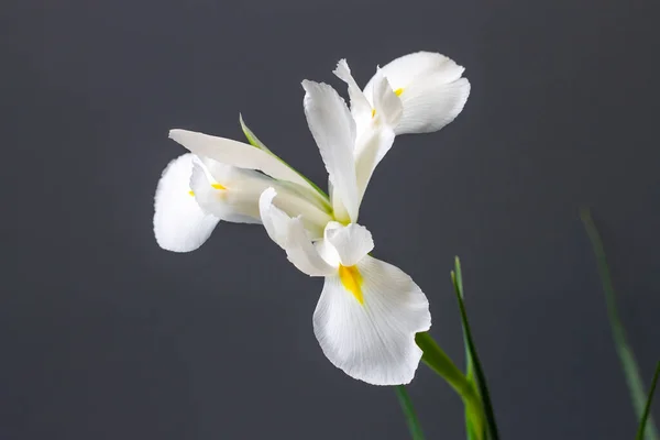 Iris Bianchi Fiori Sfondo Grigio — Foto Stock