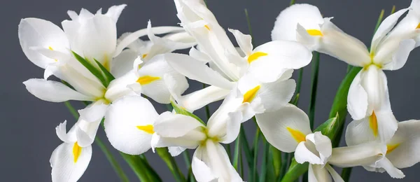 Beyaz Süsen Çiçekleri Gri Arkaplanda — Stok fotoğraf