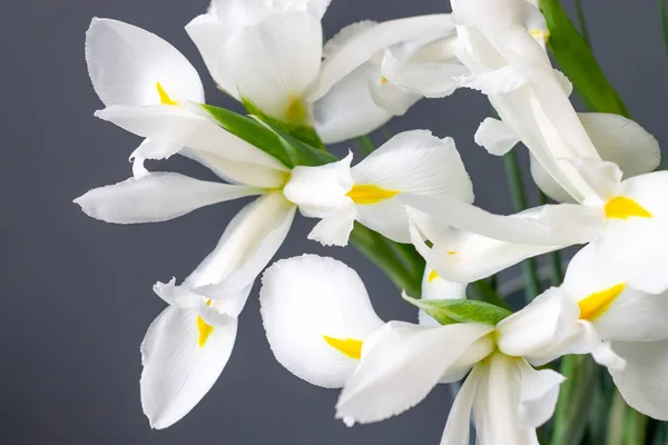 Iris Blanco Flores Sobre Fondo Gris — Foto de Stock