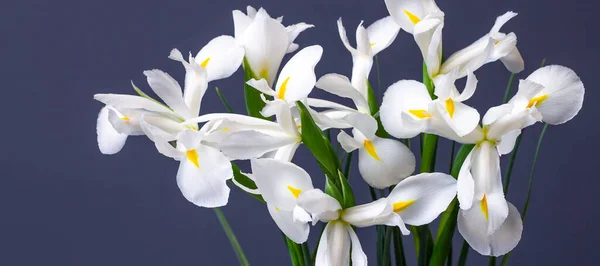 Dekoratif Arka Planda Beyaz Irisler — Stok fotoğraf