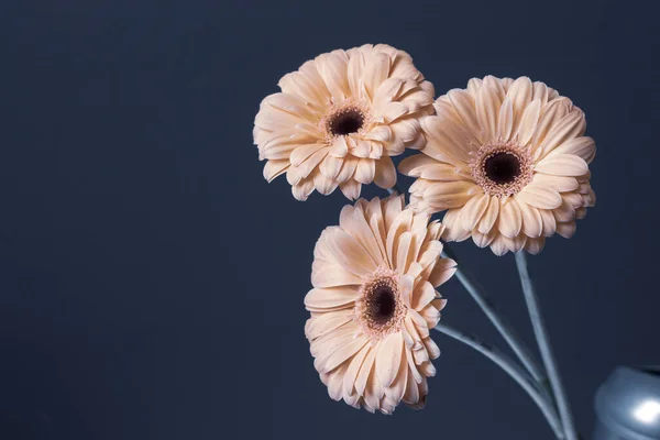 Dekoratif Gri Arka Planda Taze Pembe Krem Gerbera Çiçekleri Stok Fotoğraf