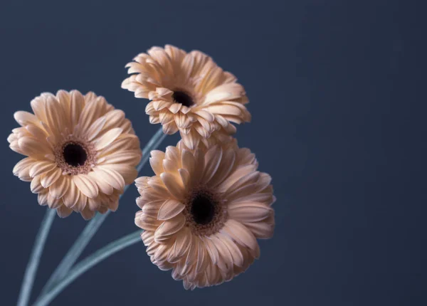 Dekoratif Gri Arka Planda Taze Pembe Krem Gerbera Çiçekleri - Stok İmaj