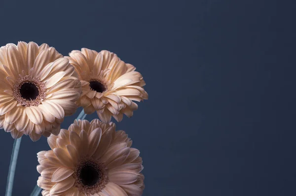Dekoratif Gri Arka Planda Taze Pembe Krem Gerbera Çiçekleri Telifsiz Stok Fotoğraflar