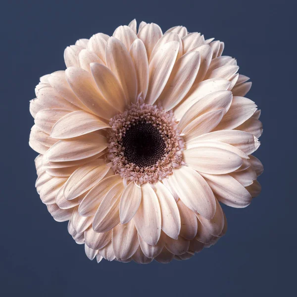 Flores Gerbera Creme Rosa Fresco Fundo Cinza Decorativo Imagens De Bancos De Imagens Sem Royalties